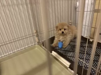 R.T 様のお迎えした子犬