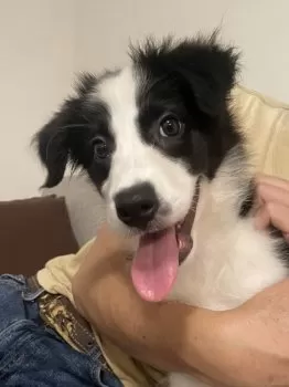 T.S 様のお迎えした子犬