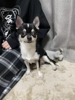 メルママ 様のお迎えした子犬