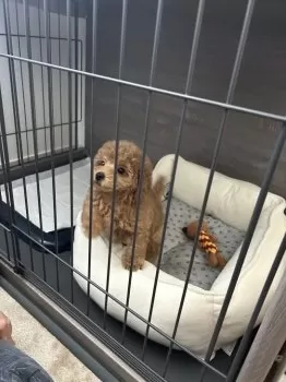 K.M 様のお迎えした子犬