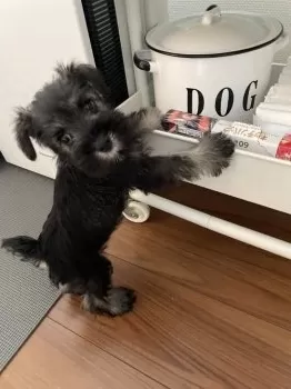 みー 様のお迎えした子犬
