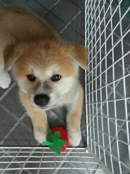 アボカドプリン 様のお迎えした子犬