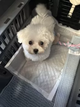 M.M 様のお迎えした子犬