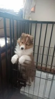 bellemama 様のお迎えした子犬
