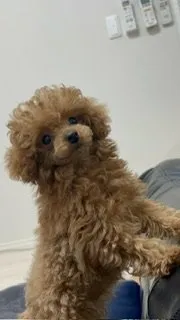 S.Y 様のお迎えした子犬