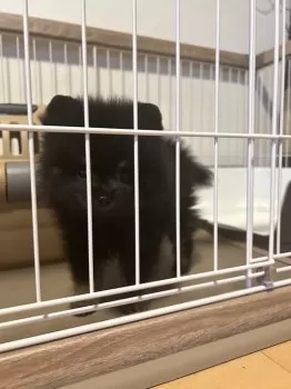 ごばしりぽん 様のお迎えした子犬