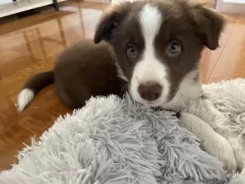 Ken 様のお迎えした子犬
