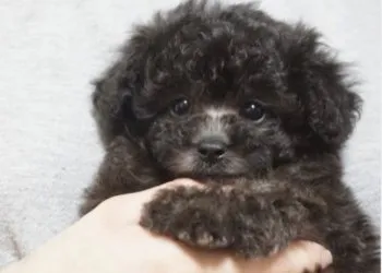 レア家族 様のお迎えした子犬