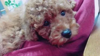 ももたろうママ 様のお迎えした子犬