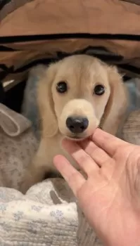 S.Y 様のお迎えした子犬