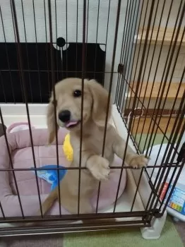 ハピ 様のお迎えした子犬
