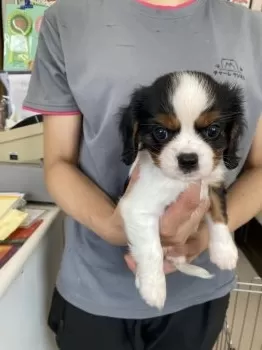 Y.Ｉ 様のお迎えした子犬