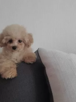 ゆかぷぅ 様のお迎えした子犬