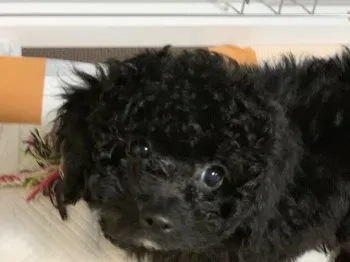 さなな 様のお迎えした子犬