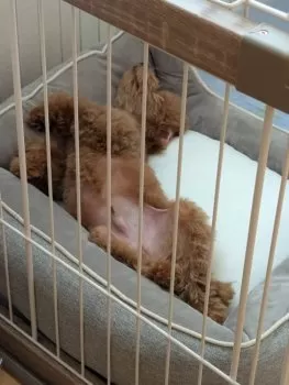 MH 様のお迎えした子犬