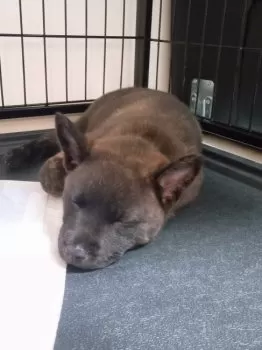 M.K 様のお迎えした子犬