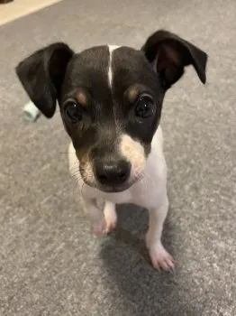 N 様のお迎えした子犬