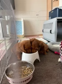 K.A 様のお迎えした子犬