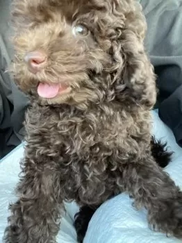 たかぼー 様のお迎えした子犬