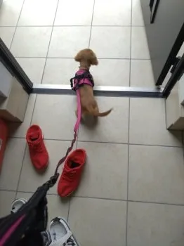 ライム 様のお迎えした子犬