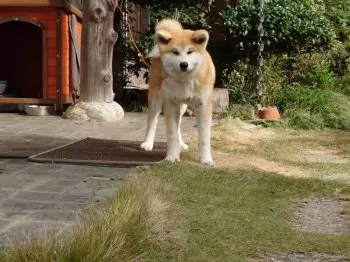 Love 秋田犬.Love Life. 様のお迎えした子犬