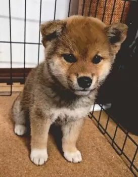 S.K 様のお迎えした子犬