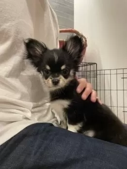 Y.S 様のお迎えした子犬