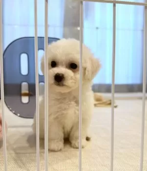 JUNYA TANAKA 様のお迎えした子犬