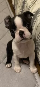 D.K 様のお迎えした子犬