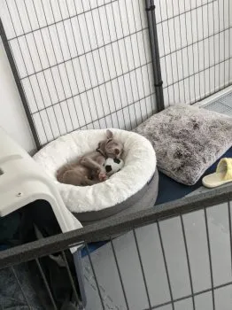 しるば 様のお迎えした子犬