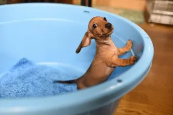 bokuの父 様のお迎えした子犬