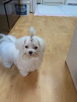 A.S 様のお迎えした子犬
