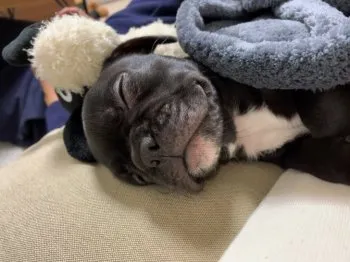 笹原 様のお迎えした子犬
