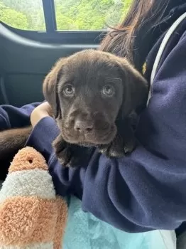 ちゃむ 様のお迎えした子犬