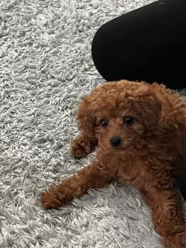K.M 様のお迎えした子犬