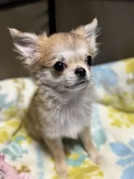 K.T 様のお迎えした子犬