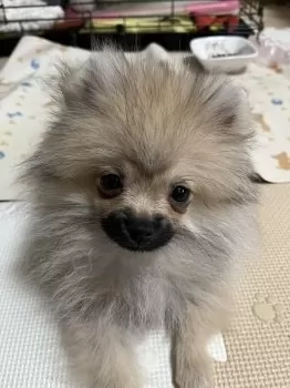 Koaくん 様のお迎えした子犬