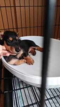 えみ 様のお迎えした子犬