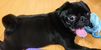 S.K 様のお迎えした子犬