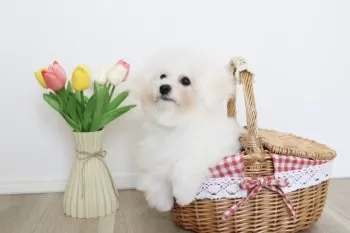 よち 様のお迎えした子犬