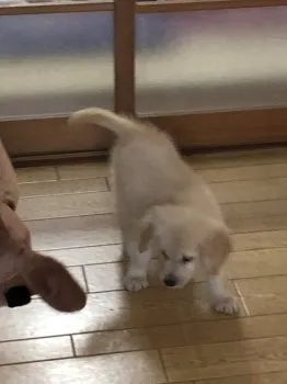 広沢 様のお迎えした子犬