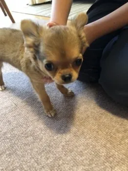 E.I 様のお迎えした子犬