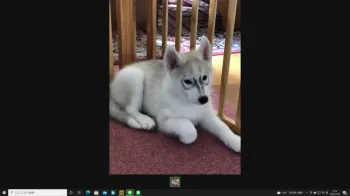 K.T 様のお迎えした子犬