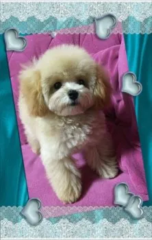 中山 様のお迎えした子犬