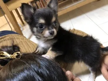A.H 様のお迎えした子犬