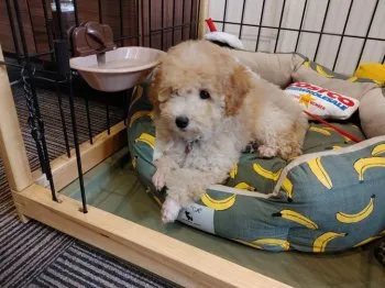 N.K 様のお迎えした子犬