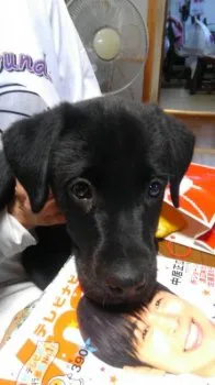 はる 様のお迎えした子犬