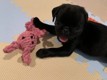 K 様のお迎えした子犬