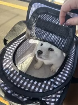 MS 様のお迎えした子犬