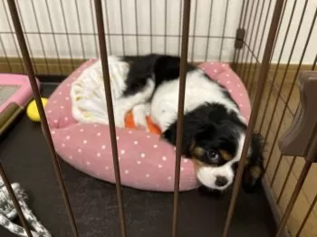 たろ 様のお迎えした子犬